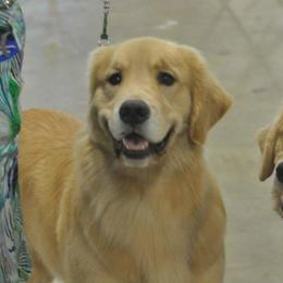 Golden Retriever All Grown Up from Liberty LionsWatch Goldens and Havanese