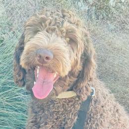 Dakota - Goldendoodle