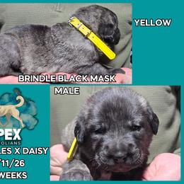 H.D Yellow Boy - Brindle male Anatolian Shepherd Dog puppy in Frenchtown, Montana from Apex Anatolians