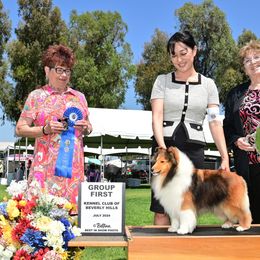 BISS. GRCH Aratone Phaeton - Shetland Sheepdog
