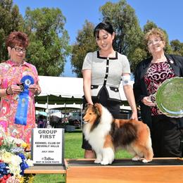BISS. GRCH Aratone Phaeton - Shetland Sheepdog