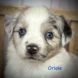Oriole - Blue merle male Miniature Australian Shepherd puppy in Chino Valley, Arizona from BlueZion Aussies