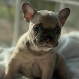 Olaf - Blue male French Bulldog puppy in Salisbury, Maryland from 77 Frenchies Maryland