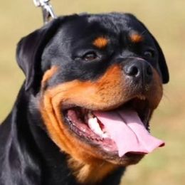 ESA - Rottweiler