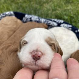 Australian Labradoodle Puppies from Wild Daisy Labradoodles
