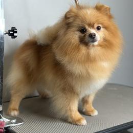Asya - Pomeranian