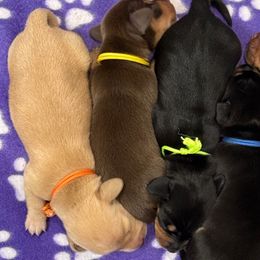 Orange collar - Cream female Dachshund puppy in Shawnee, Oklahoma from Magic Eagle Miniature Dachshunds