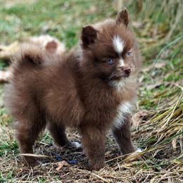 TOY chocolate boy blue eyes - Chocolate male Pomsky puppy in Frazeysburg, Ohio from Mountain High Kennels