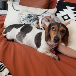 Heidi - Dachshund