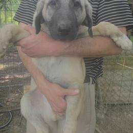 Girl 4 - Fawn female Kangal puppy in Indian Trail, North Carolina from Carolina Kangals