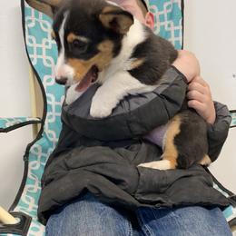 American Corgi and Pembroke Welsh Corgi Puppies from Beebe’s Corgis