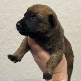 Rhythm - Fawn sable female Belgian Malinois puppy in Briggs, Texas from Madhouse’s Belgian Malinois and German Shepherds