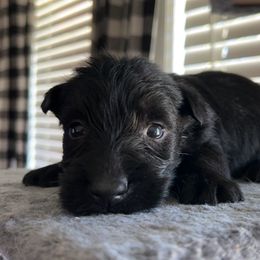 Scottish Terrier Puppies from Oodles of Cuties!