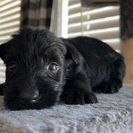 Scottish Terrier Puppies from Oodles of Cuties!