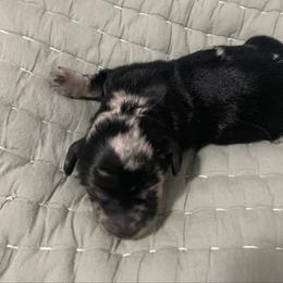 Male miniature smooth coat dapple full AKC - Dapple male Dachshund puppy in Bethany, Connecticut from Mardox Dachshunds