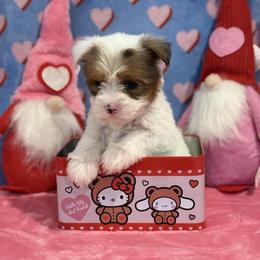 Milo - Parti male Yorkshire Terrier puppy in Fredericksburg, Virginia from VA Exclusive Yorkies