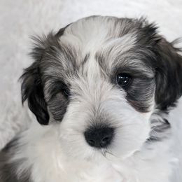 Miniature Schnauzer Puppies from PartiLife Miniature Schnauzers
