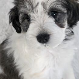 Miniature Schnauzer Puppies from PartiLife Miniature Schnauzers