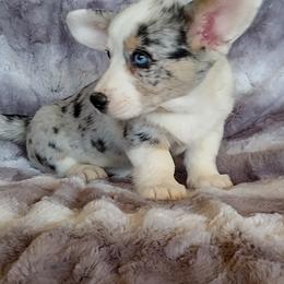 Cardigan Welsh Corgi and Pembroke Welsh Corgi Puppies from Victory Crown