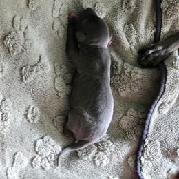 Italian Greyhound Puppies from Fisher Link