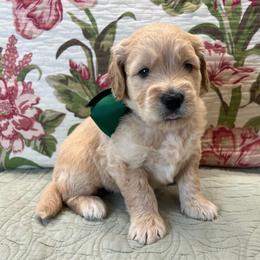 Goose - Cream male Goldendoodle puppy in The Woodlands, Texas from Gracie's Goldendoodles and Bernedoodles