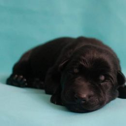 German Shepherd Puppies from Ryndal Working Dogs