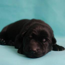 German Shepherd Puppies from Ryndal Working Dogs