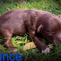 Prince - Red & white male Miniature Australian Shepherd puppy in Idalou, Texas from Lonesome Pine Mini Aussies