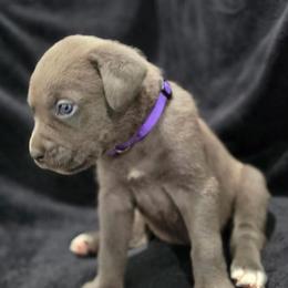 Purple collar - Chestnut brindle female Cane Corso puppy in Atlanta, Georgia from Cane Corso’s of Atlanta