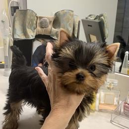 Yorkshire Terrier Puppies from PANACHE YORKIES