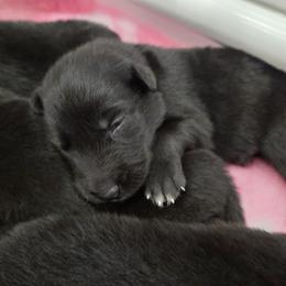 Belgian Sheepdog Puppies from Sans Soleil