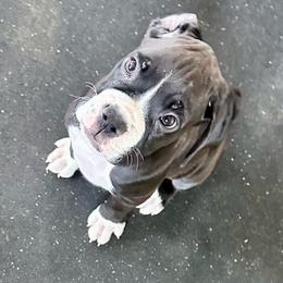 Levi - Brindle male Boxer puppy in Eagle, Idaho from Eagle ID Boxers