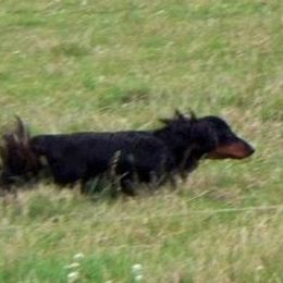 Dachshunds from Belgate Dachshunds