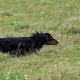 Dachshunds from Belgate Dachshunds