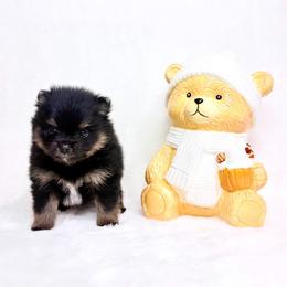 Black and tan boy 2 - Black and tan parti male Pomeranian puppy in Princeton, New Jersey from PureLove Poms.