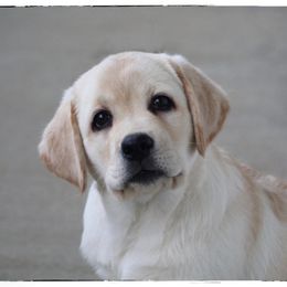 Labrador Retriever Puppies from Infinity Labradors