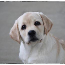 Labrador Retriever Puppies from Infinity Labradors