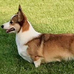 Pembroke Welsh Corgis from Gwyndolyns