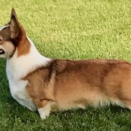 Pembroke Welsh Corgis from Gwyndolyns
