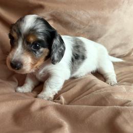 Ash (AKC) - Dapple male Dachshund puppy in Mountain Home, Arkansas from The Teacup Homestead Miniature Dachshunds