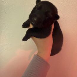Female 4 - Sable female German Shepherd puppy in Denver, Colorado from Morales Kennels