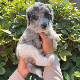 Spruce - Parti male Poodle puppy in Longview, Washington from Evergreen Miniature Poodles