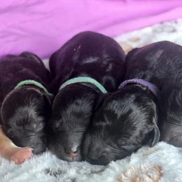 Poodle Puppies from Sarah's Poodles