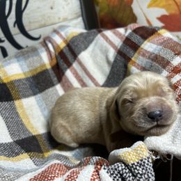 Brown collar - Golden male Golden Retriever puppy in Monroe, Tennessee from Golden Girls Furever Friends