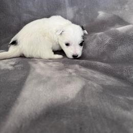 Bubbles - Black and white male Coton de Tulear puppy in Timber, Oregon from Sterling’s Sweet Cotons