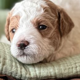 Goldendoodles from Stella’s Mini Doodles