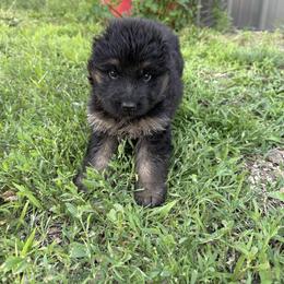 Lime green male - Black and red male German Shepherd puppy in Herrick, South Dakota from Dakota Shepherds Kennels