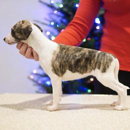 Ophelia - White and red brindle female Whippet puppy in Atlanta, Georgia from Sinaj