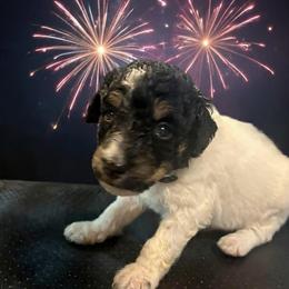 Zoey - Tri-color female Bernedoodle puppy in Strattanville, Pennsylvania from Goldhaly Peach Doodles