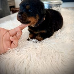 Primo - Black and mahogany male Rottweiler puppy in Denver, Colorado from DR